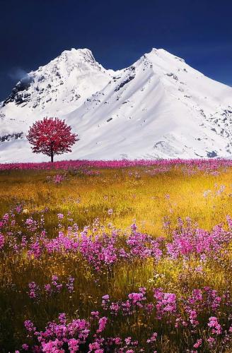 Alps Mountain Landscape