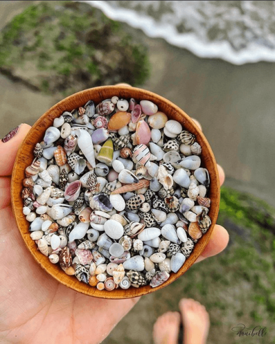 Miniature Seashells